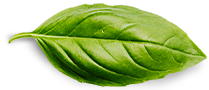 basil leaf - Cure 4 Pain
